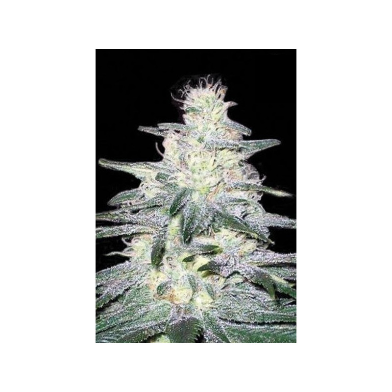 LOCOMOTIVE â  - 1